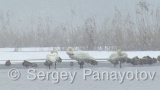 Видео клип на Поен лебед - Поен лебед през зимата в замръзнало езеро